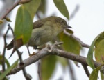 New Guinea Thornbill
